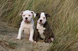 BOULEDOGUE AMERICAIN 181